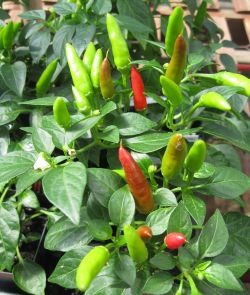 Pepper Super Chili