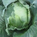 Cabbage Big Flat Head