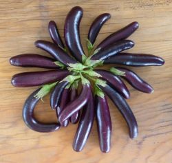Eggplant Little Fingers
