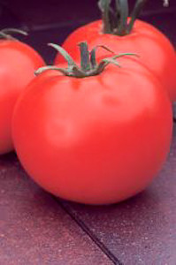Tomato Celebrity