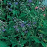 Borage