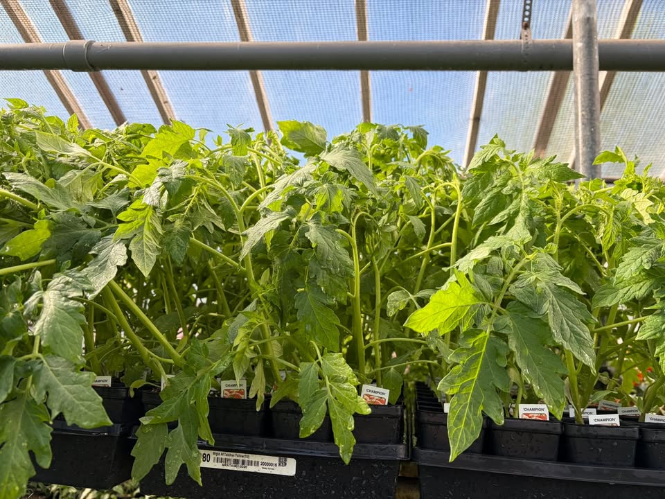 Sunset Greenhouse