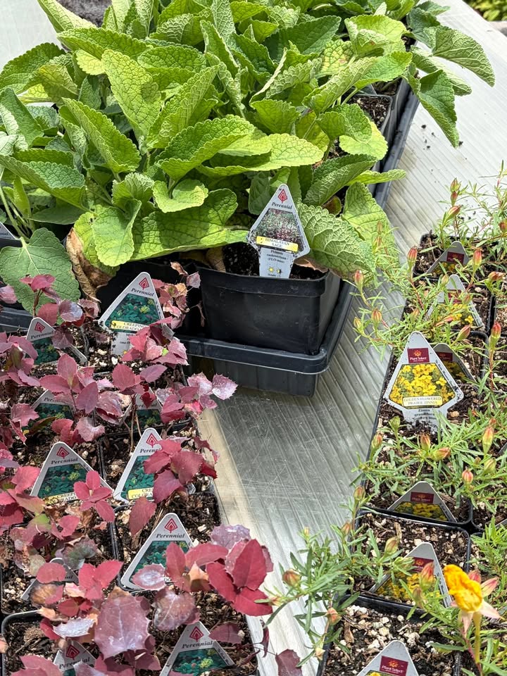 Sunset Greenhouse