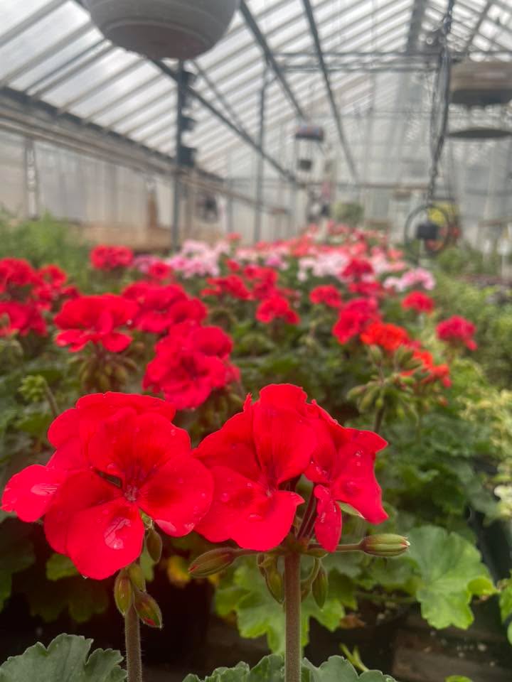 Sunset Greenhouse
