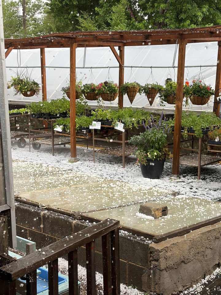 Sunset Greenhouse
