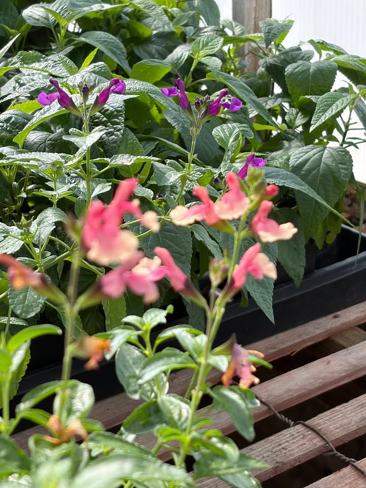 Sunset Greenhouse