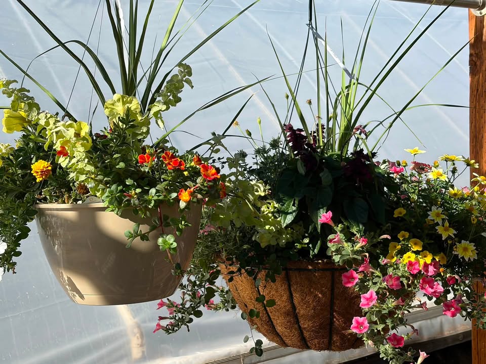 Sunset Greenhouse
