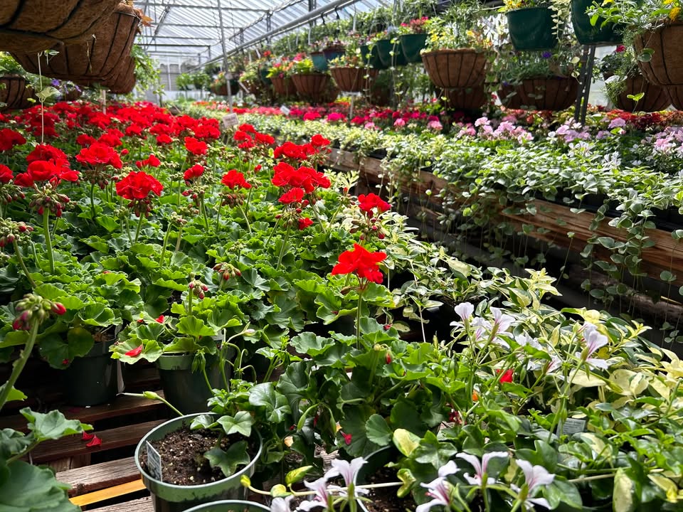 Sunset Greenhouse
