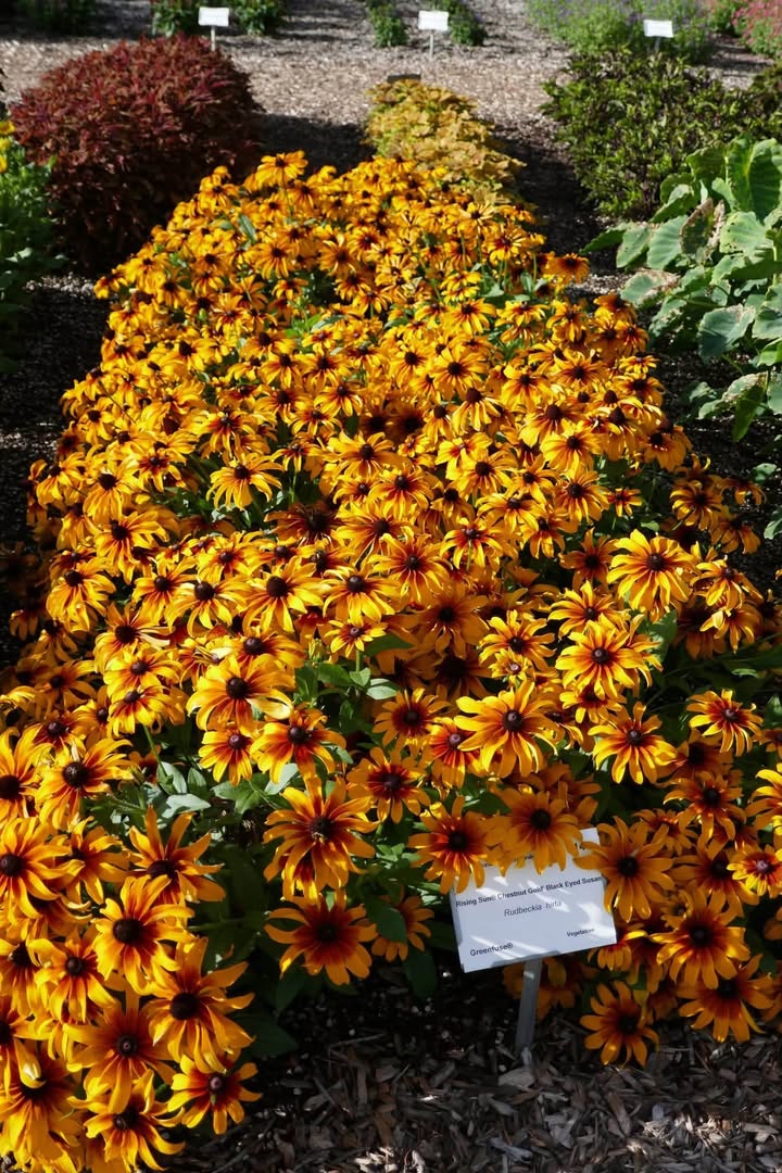 Sunset Greenhouse